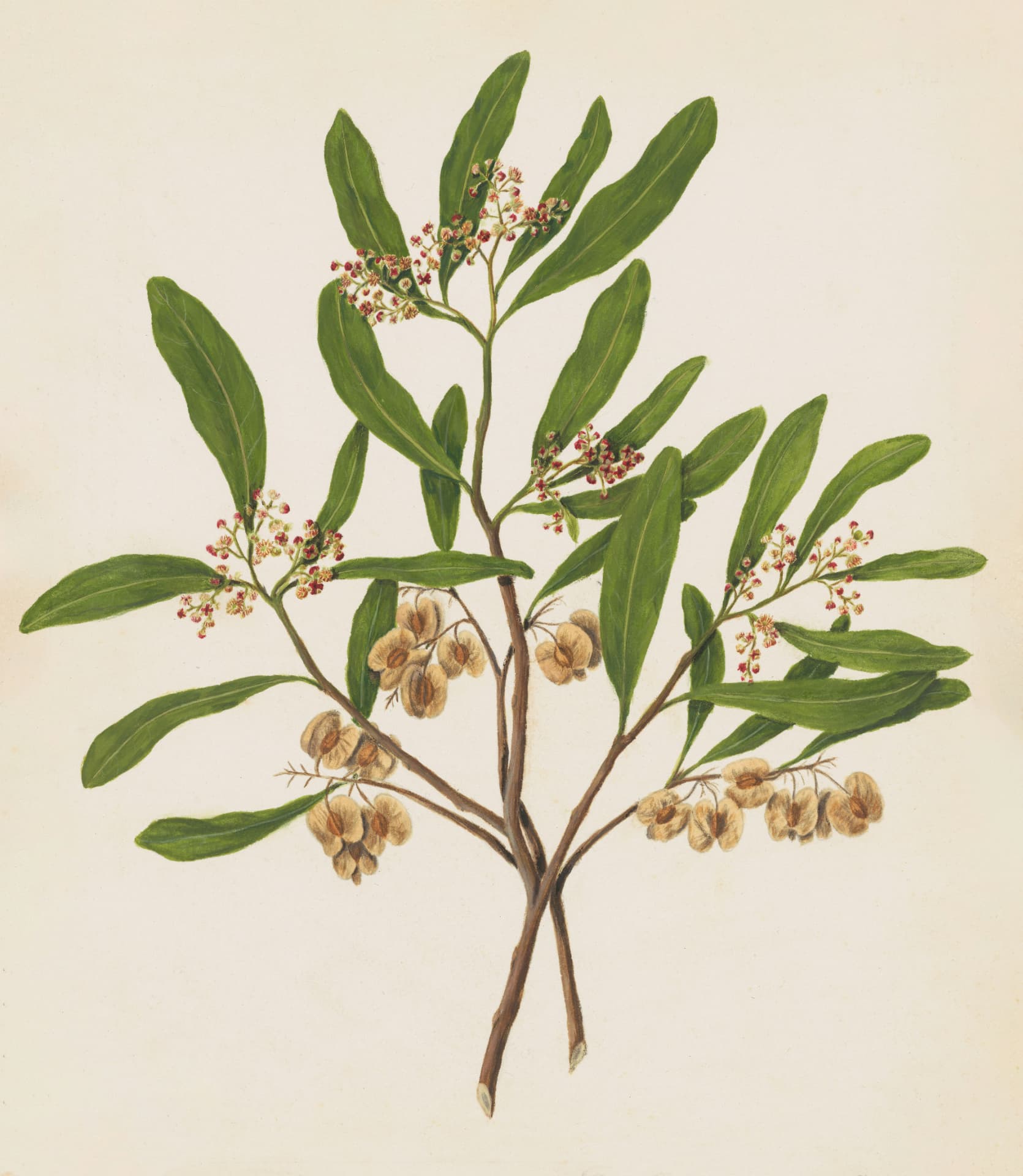 Botanical painting of a green leafy branch with small red blossoms and seed pods