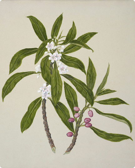 Botanical painting of a flowering branch with white blossoms and pink buds