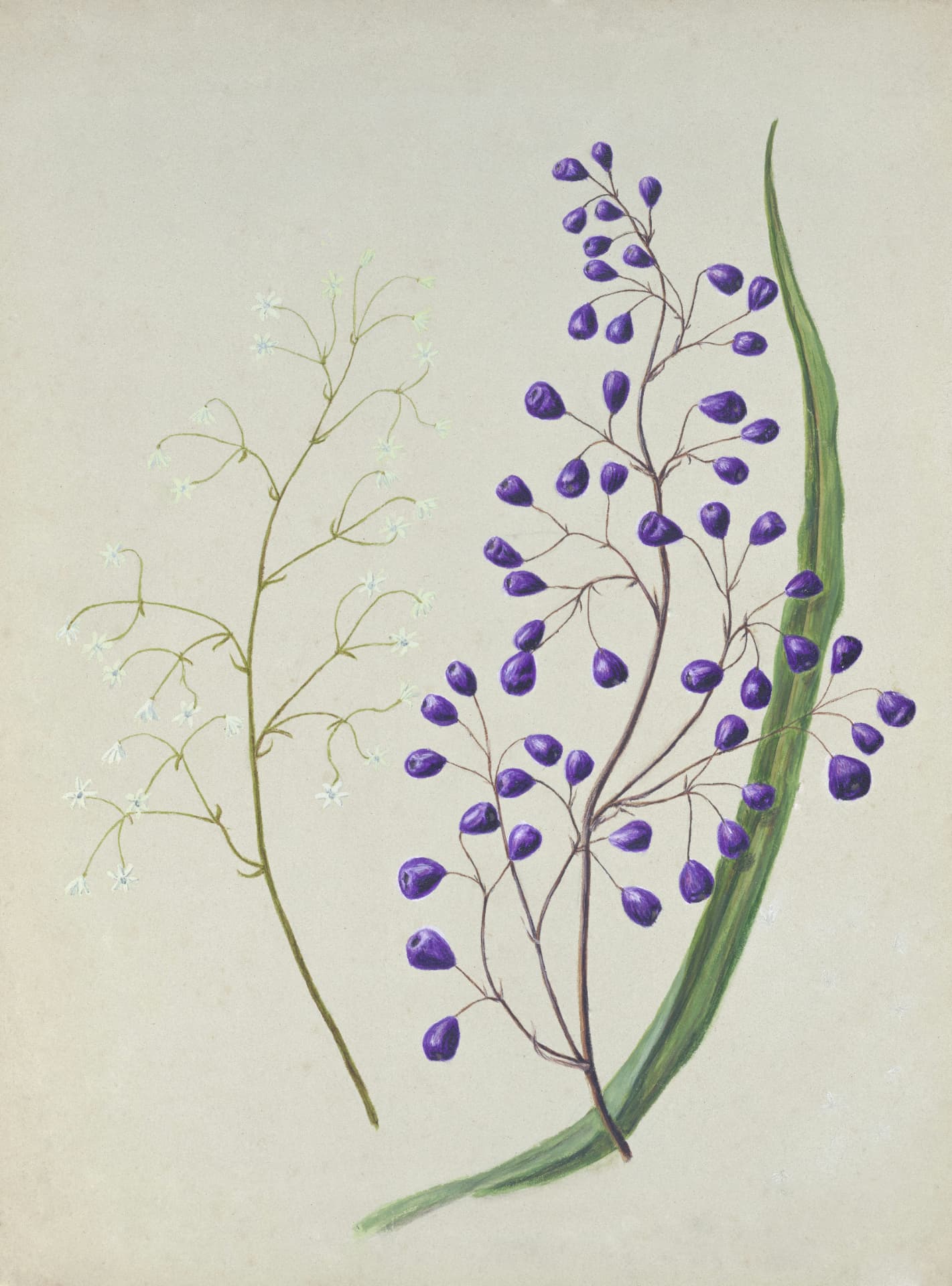 Botanical painting of purple berries and white blossoms in bloom