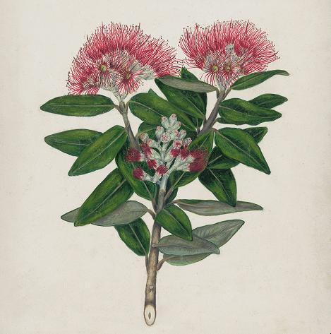 Botanical painting of a pohutukawa branch in bloom