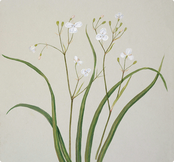 Botanical painting of white spiderwort flowers